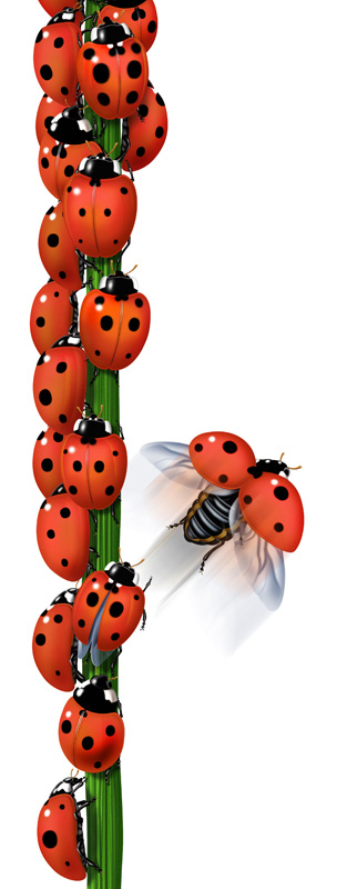41-Coccinelles-Telus-Ladybugs